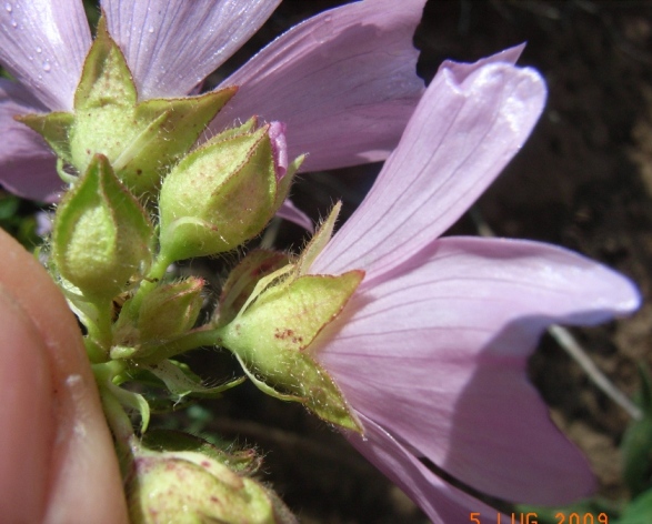 Malva moschata / Malva moscata